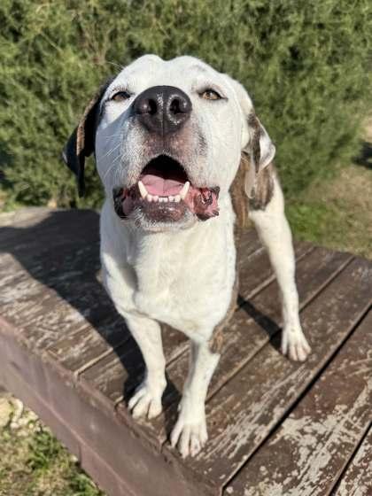 Figgy Pudding, a Adoptable mixed breed in Memphis, TN image 2/3