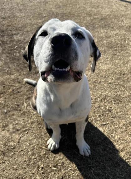 Figgy Pudding, a Adoptable mixed breed in Memphis, TN image 3/3