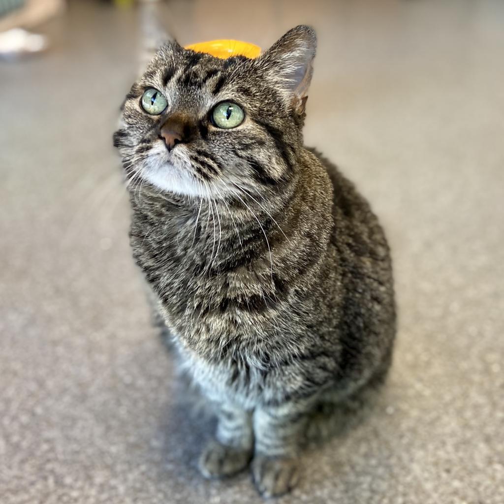 Judy, Adoptable, Adult Female Domestic Short Hair.