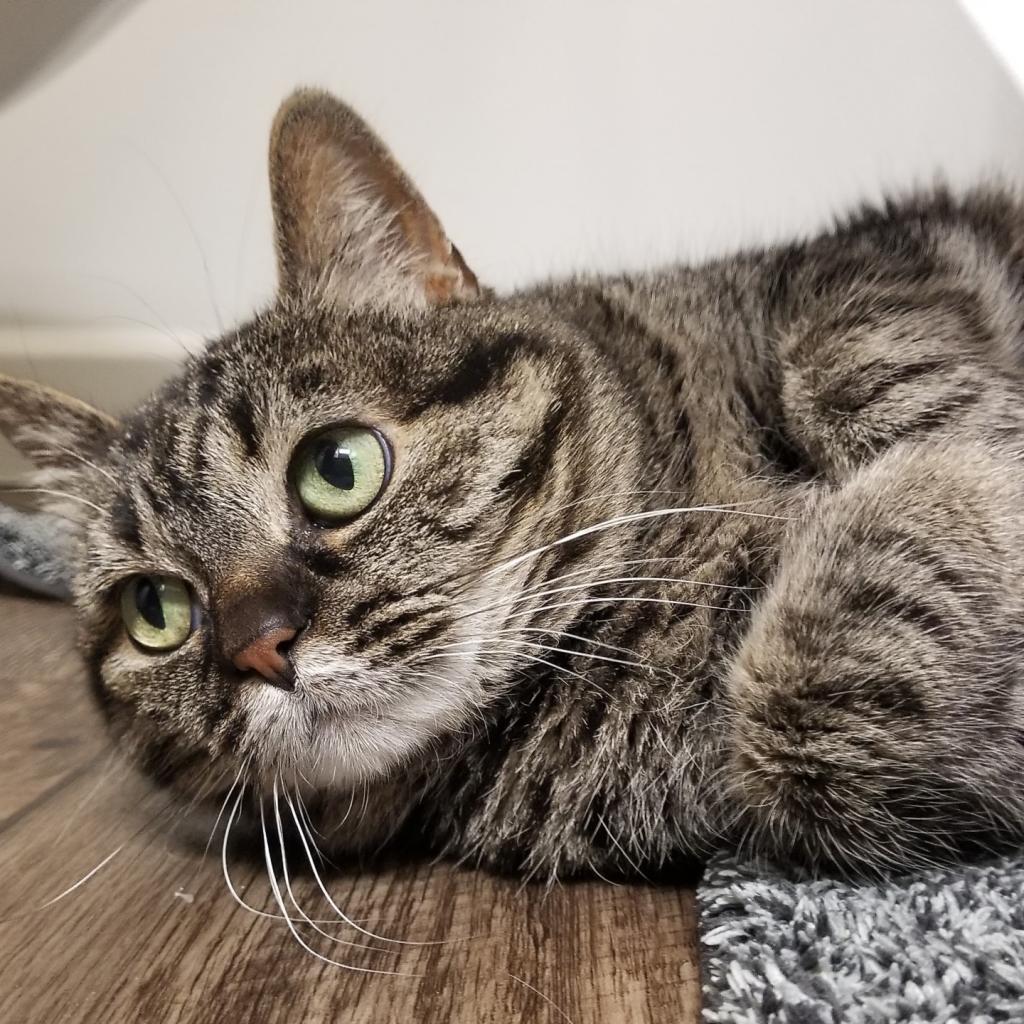 Judy, a Adoptable Domestic Short Hair in Salt Lake City, UT image 2/6