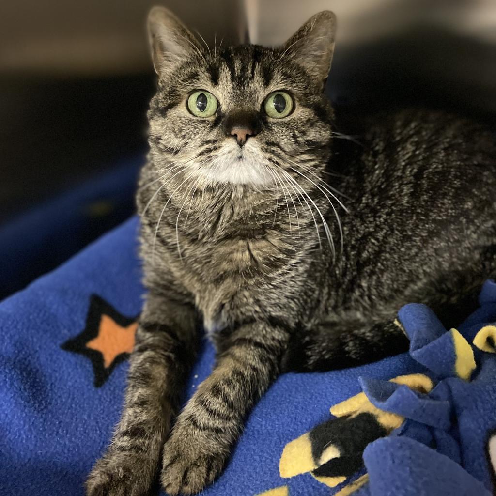 Judy, a Adoptable Domestic Short Hair in Salt Lake City, UT image 3/6
