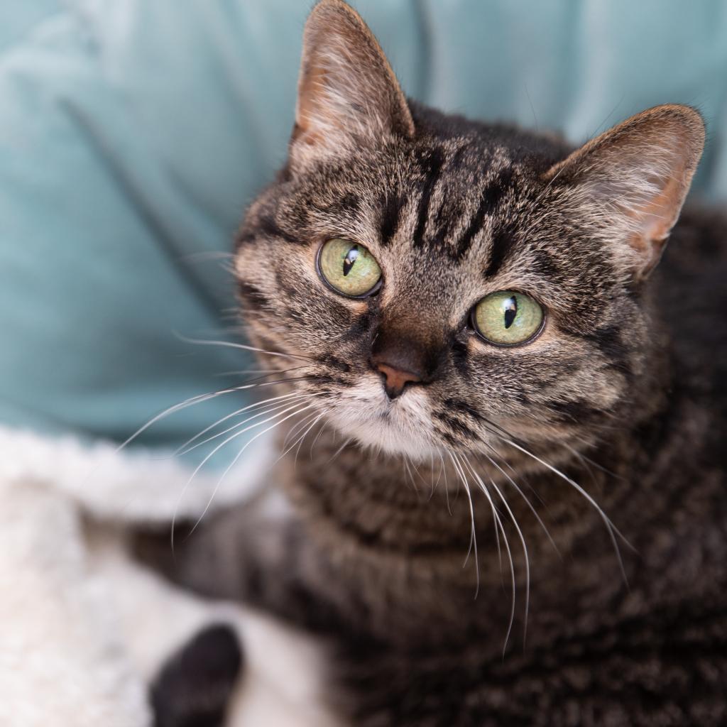 Judy, a Adoptable Domestic Short Hair in Salt Lake City, UT image 4/6