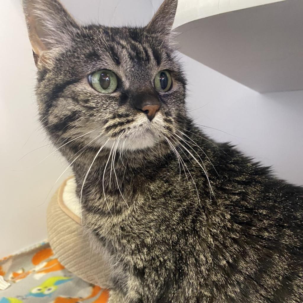 Judy, a Adoptable Domestic Short Hair in Salt Lake City, UT image 5/6