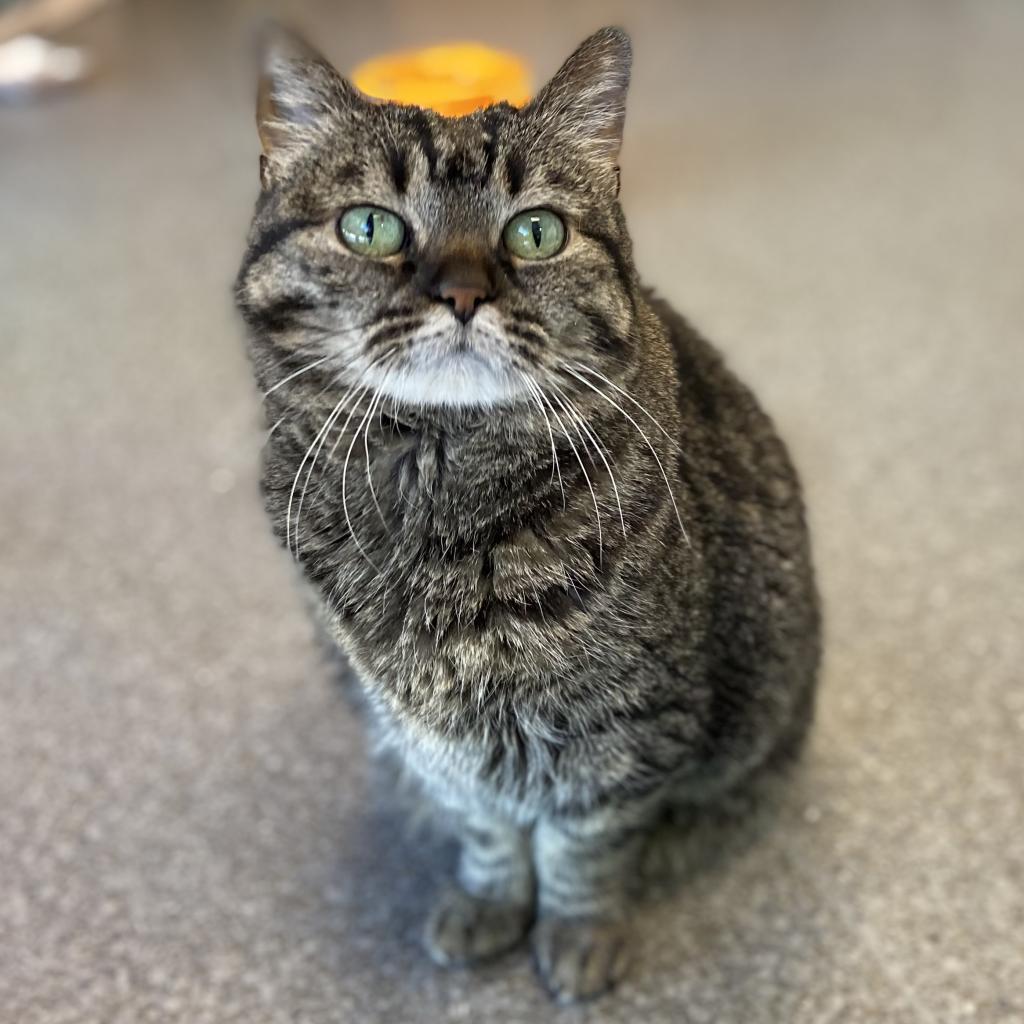 Judy, a Adoptable Domestic Short Hair in Salt Lake City, UT image 6/6