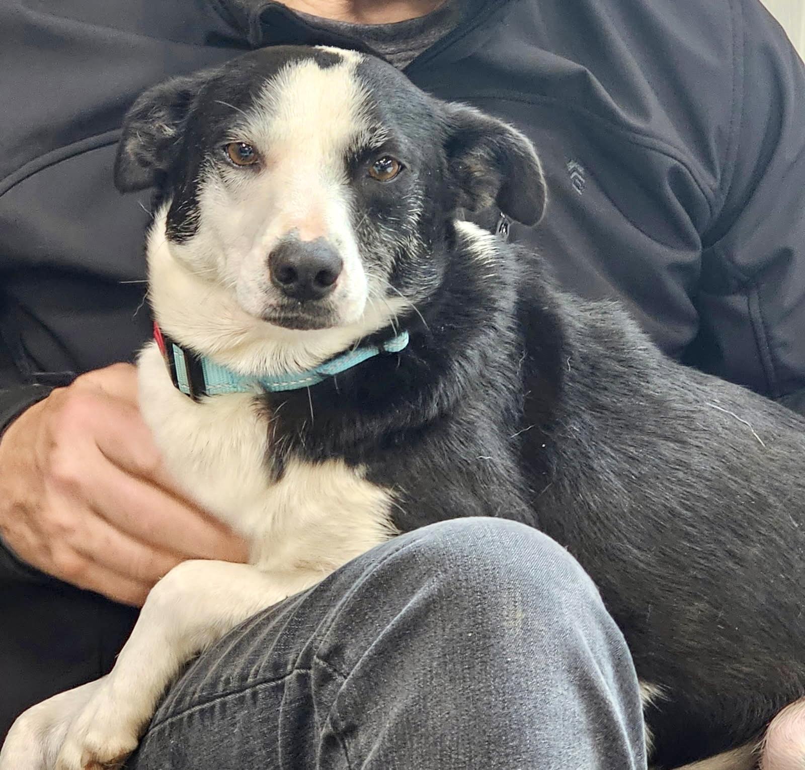 Enlarge Jewel in Maine, a ADOPTABLE mixed breed in South Portland, ME image 3/4