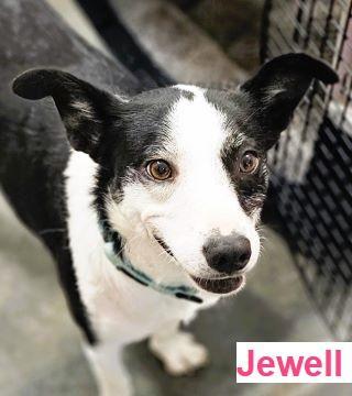 Jewel PENDING ADOPTION, ADOPTABLE, Adult Female Mixed Breed & Border Collie.