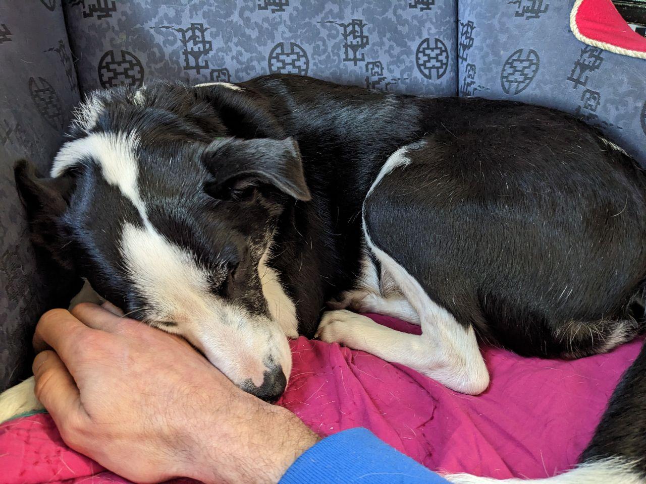 Enlarge Jewel in Maine, a ADOPTABLE mixed breed in South Portland, ME image 6/6