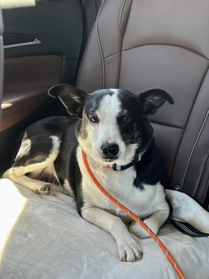 Enlarge Jewel in Maine, a ADOPTABLE mixed breed in South Portland, ME image 1/4