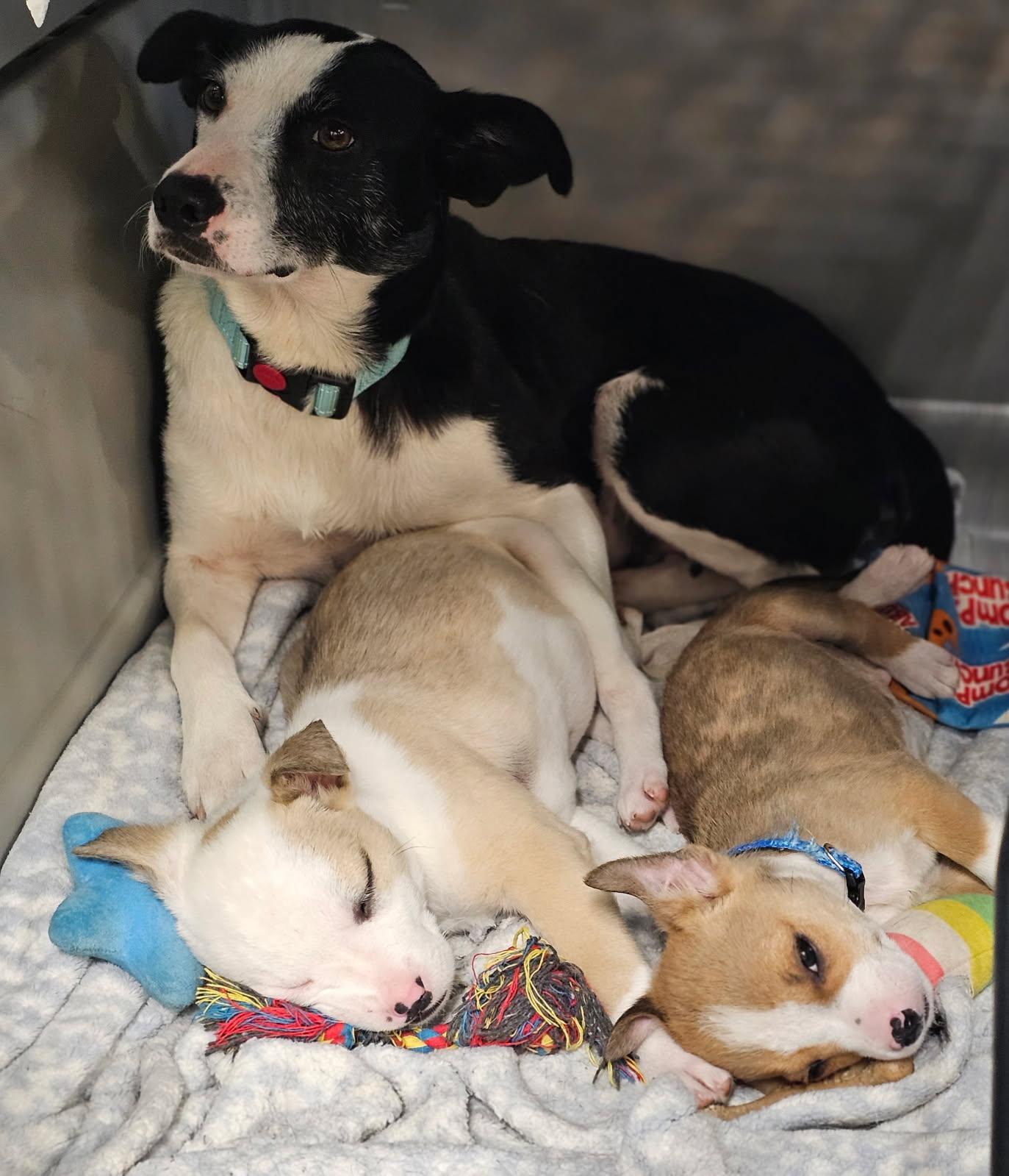 Enlarge Jewel in Maine, a ADOPTABLE mixed breed in South Portland, ME image 4/4