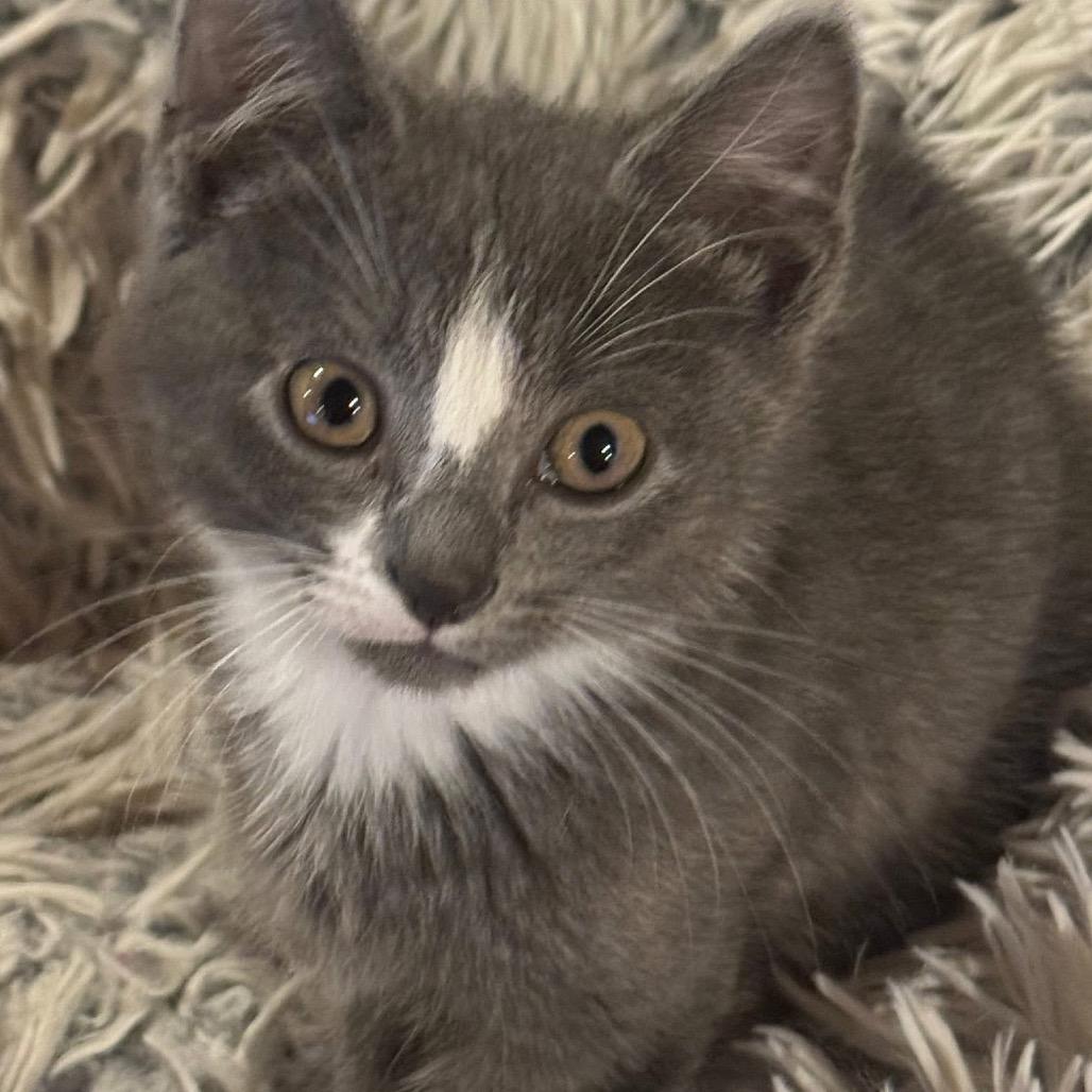 Doc, Adoptable, Kitten Male Domestic Medium Hair.