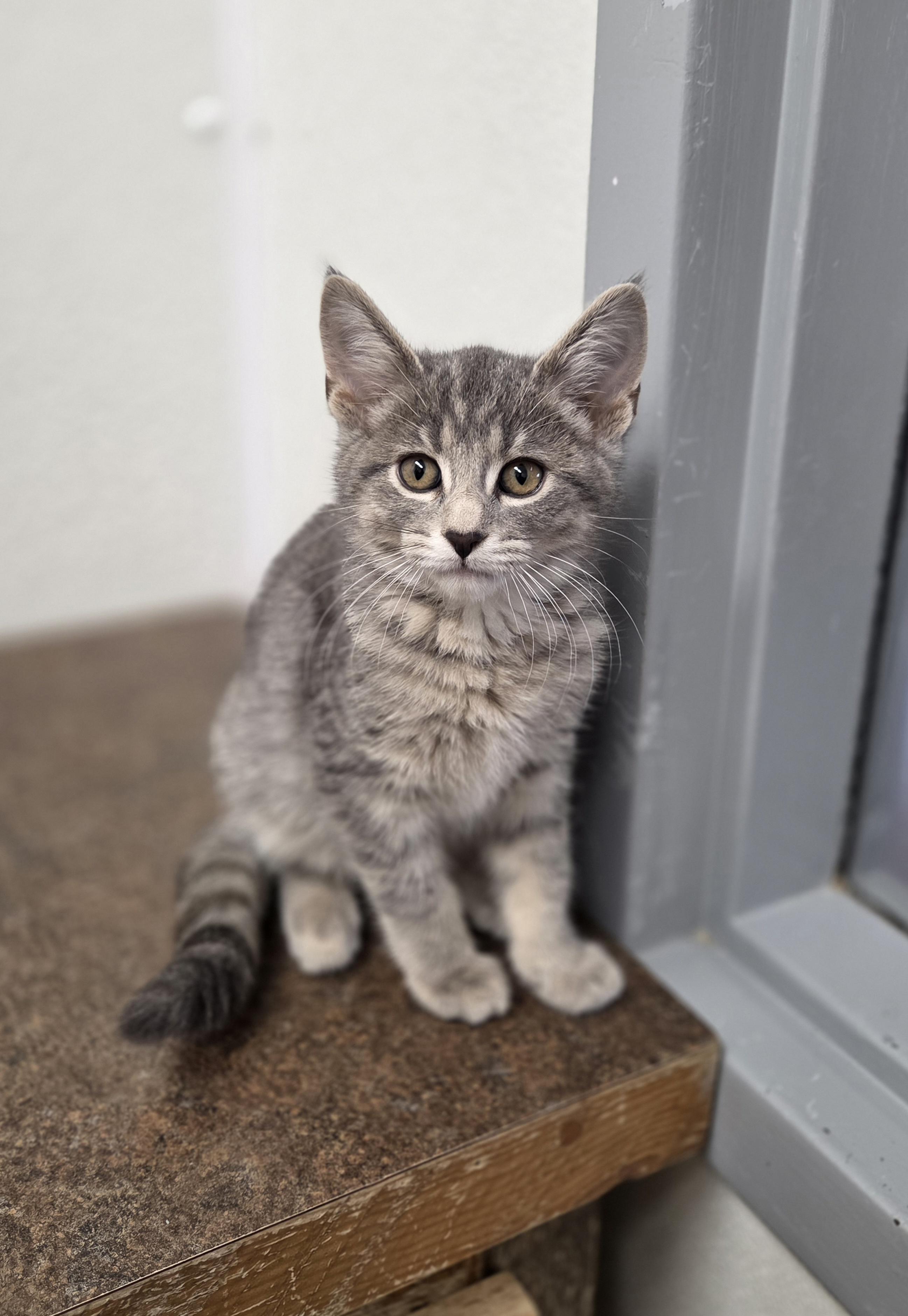 Enlarge Potato, an adopted Domestic Short Hair in Park Rapids, MN image 1/1
