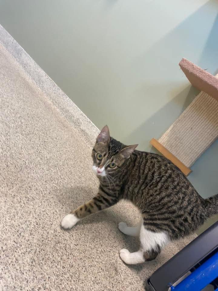 Ember, a Adoptable Domestic Short Hair in East Peoria, IL image 2/2