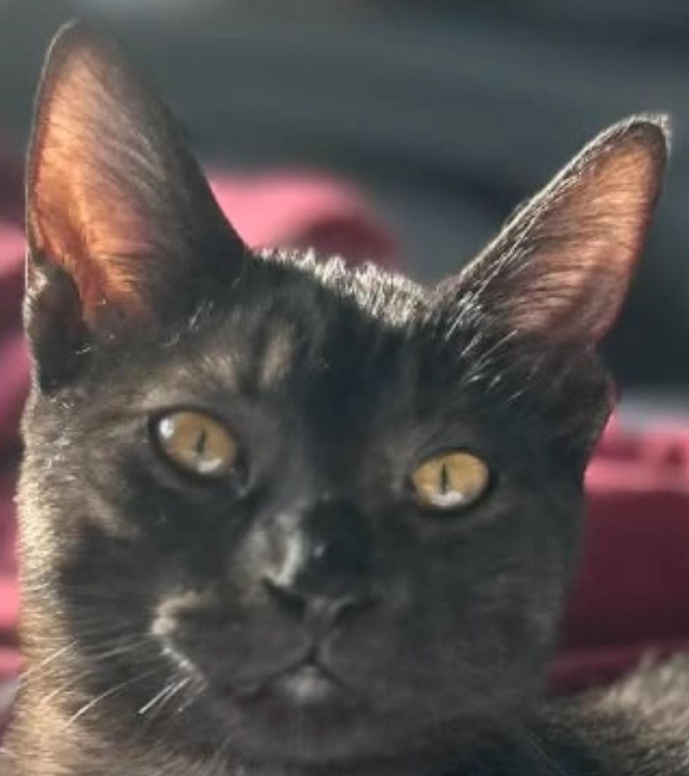 GALLEON, Adoptable, Young Female Tabby & Domestic Short Hair.