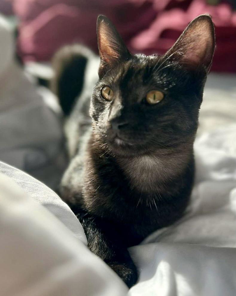 GALLEON, a Adoptable mixed breed in Minesing, ON image 2/3