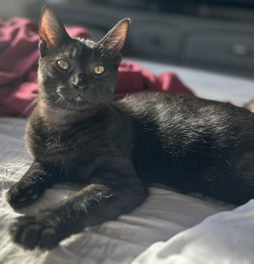 GALLEON, a Adoptable mixed breed in Minesing, ON image 3/3