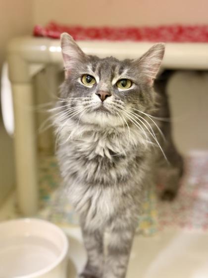 Enlarge Matey, an adopted Domestic Medium Hair in Downers Grove, IL image 1/1
