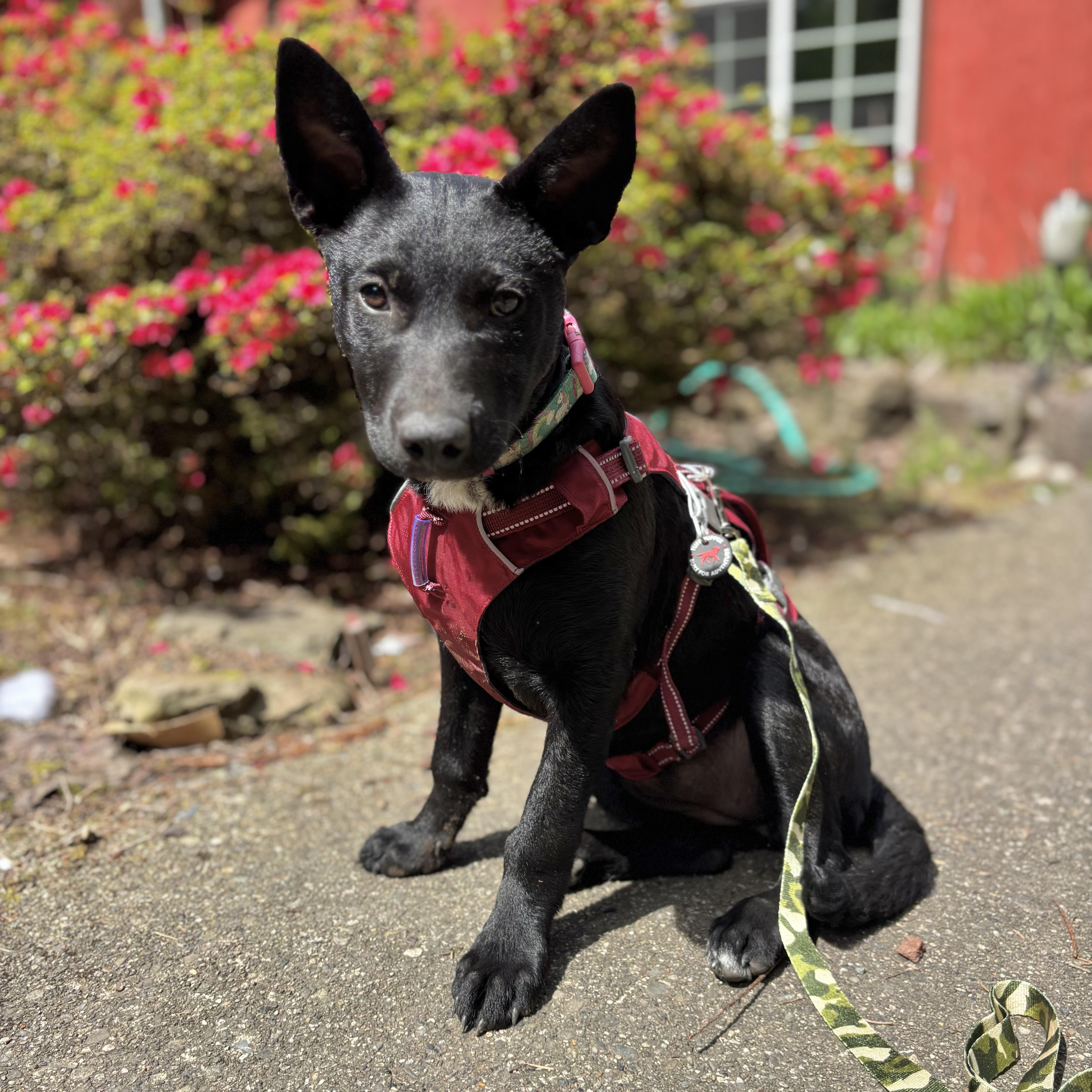 Enlarge Nyx, an adopted mixed breed in Monroe, WA image 4/6
