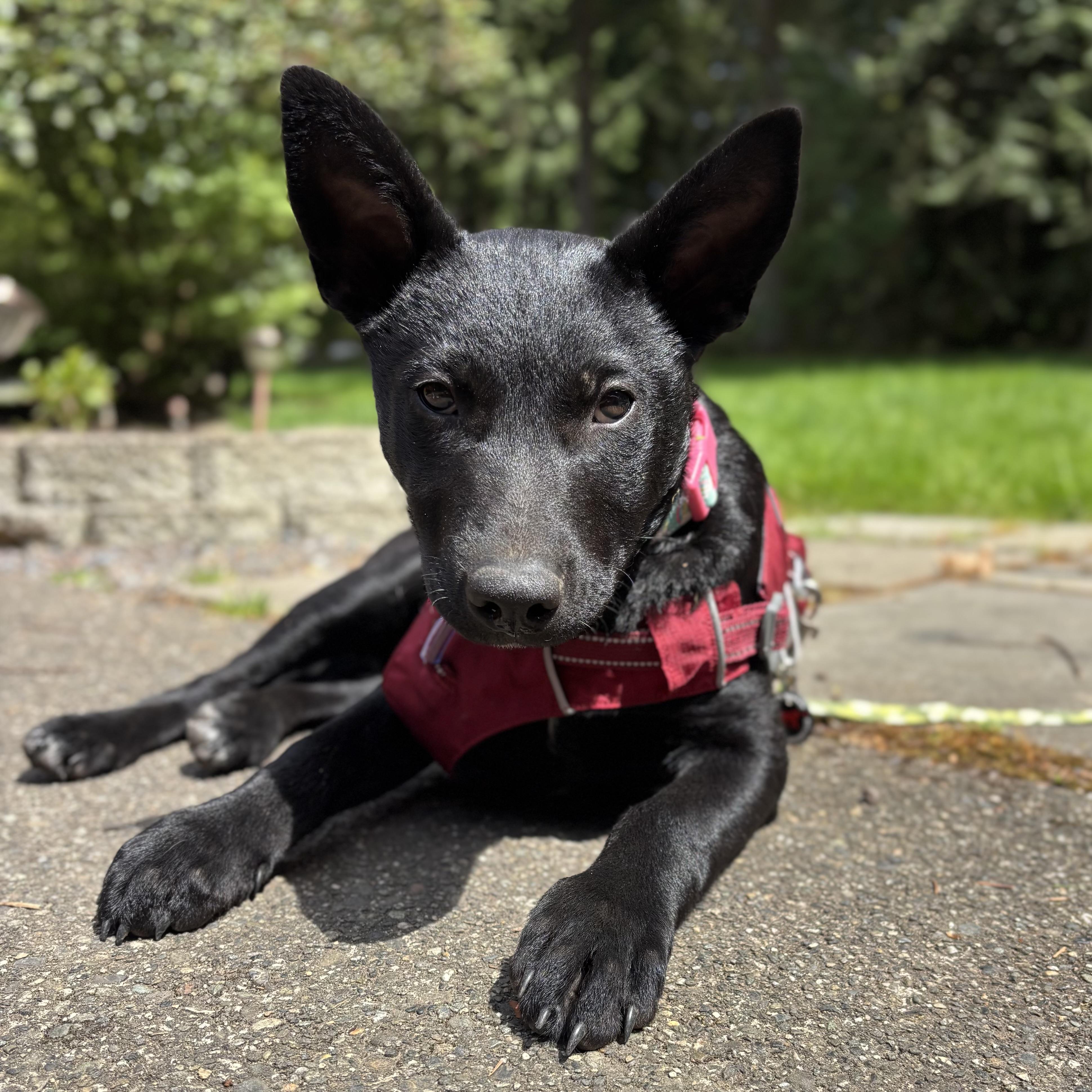 Enlarge Nyx, an adopted mixed breed in Monroe, WA image 1/6