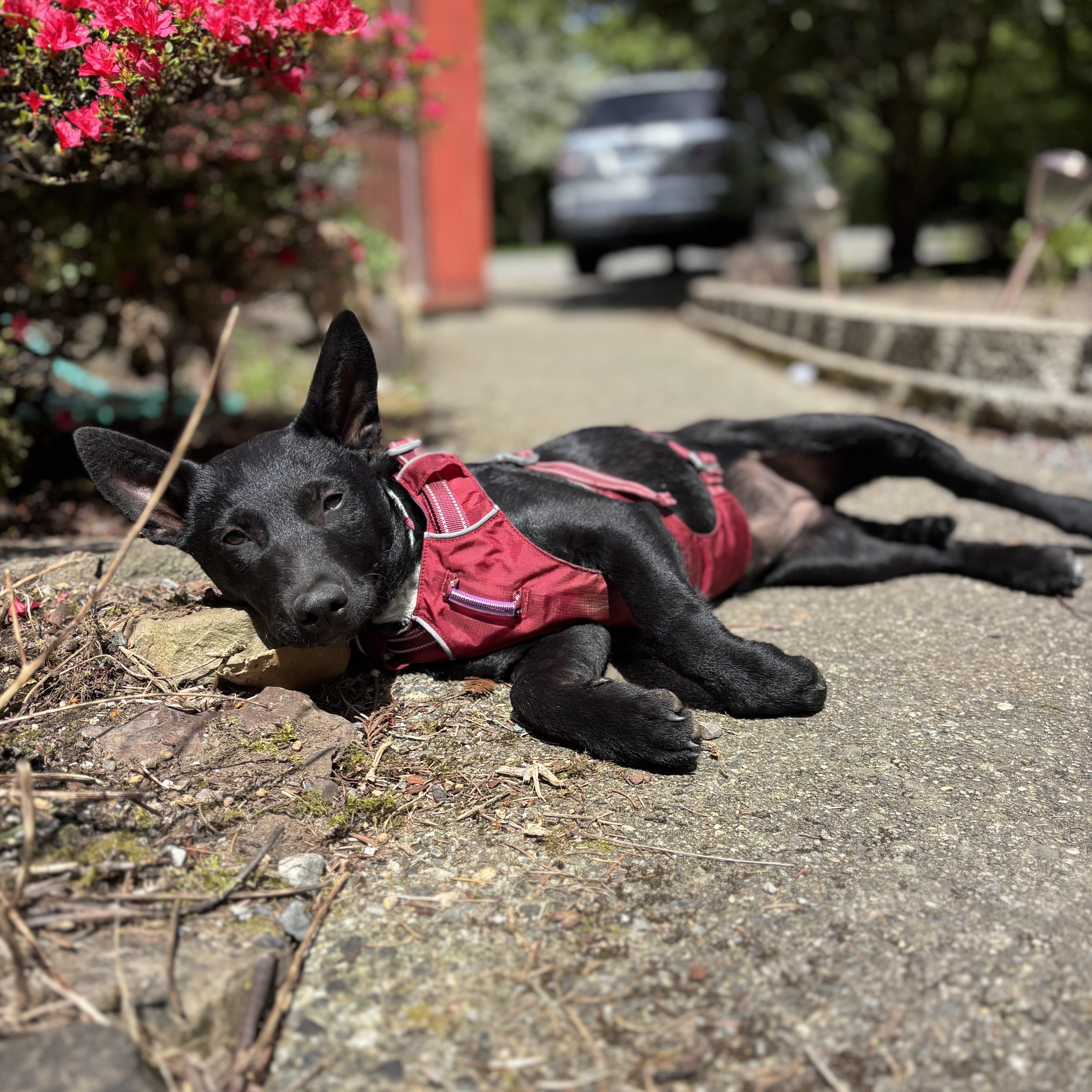 Enlarge Nyx, an adopted mixed breed in Monroe, WA image 5/6