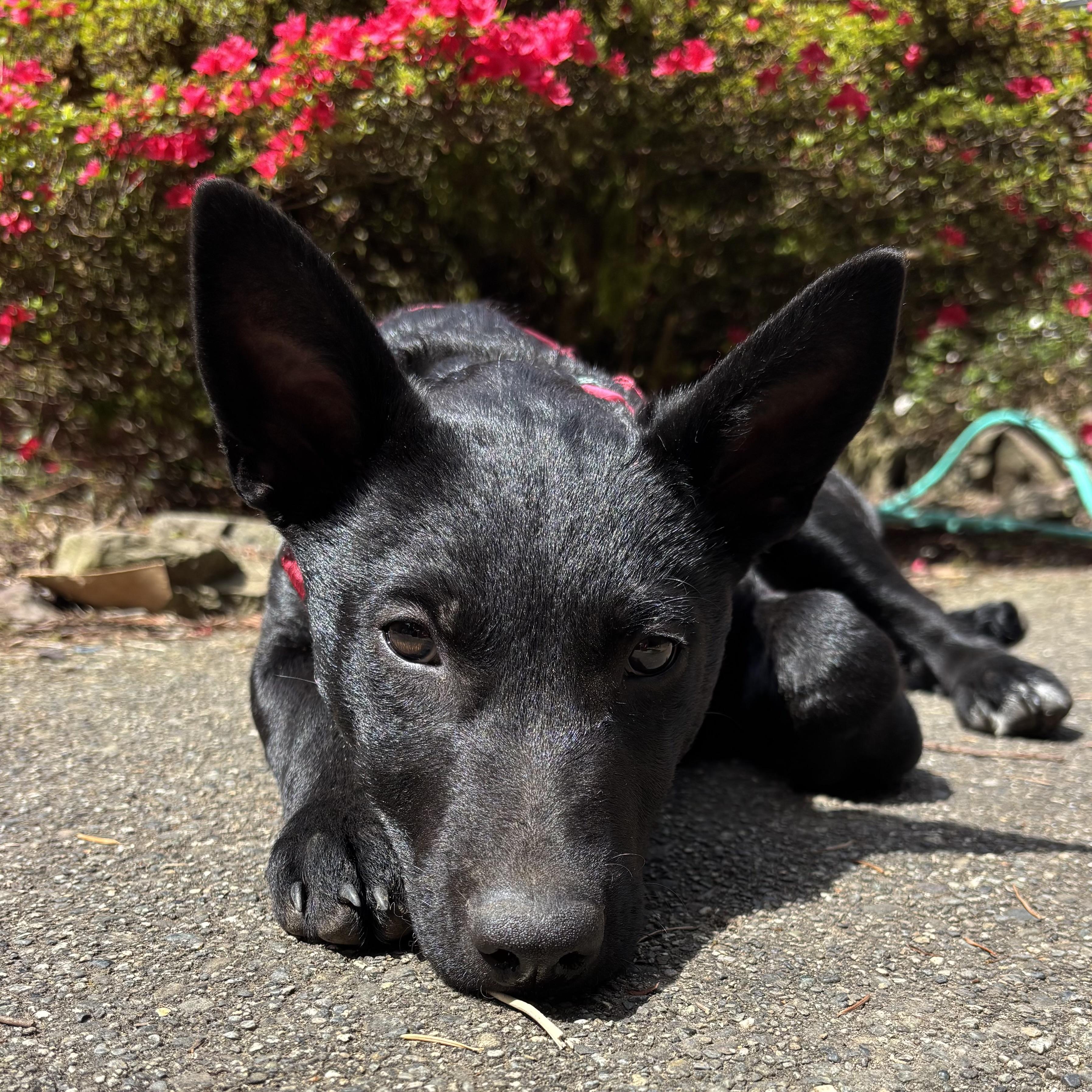 Enlarge Nyx, an adopted mixed breed in Monroe, WA image 2/6