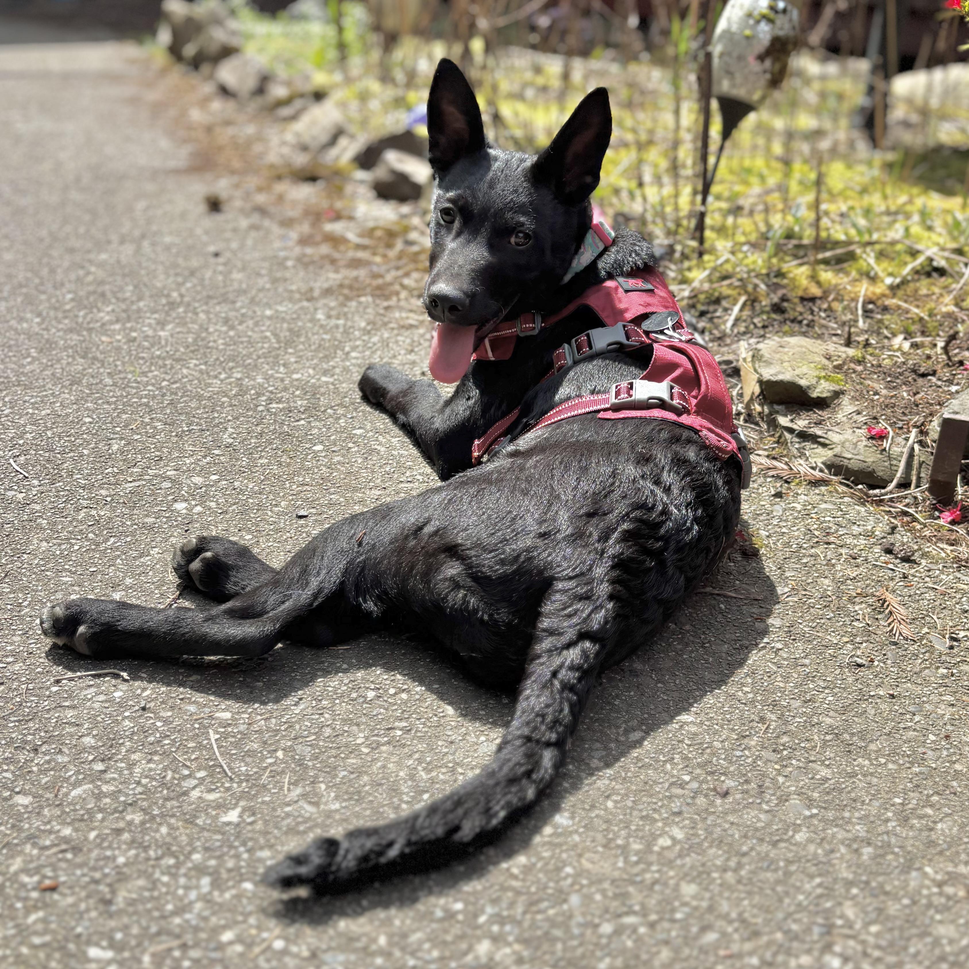 Enlarge Nyx, an adopted mixed breed in Monroe, WA image 3/6