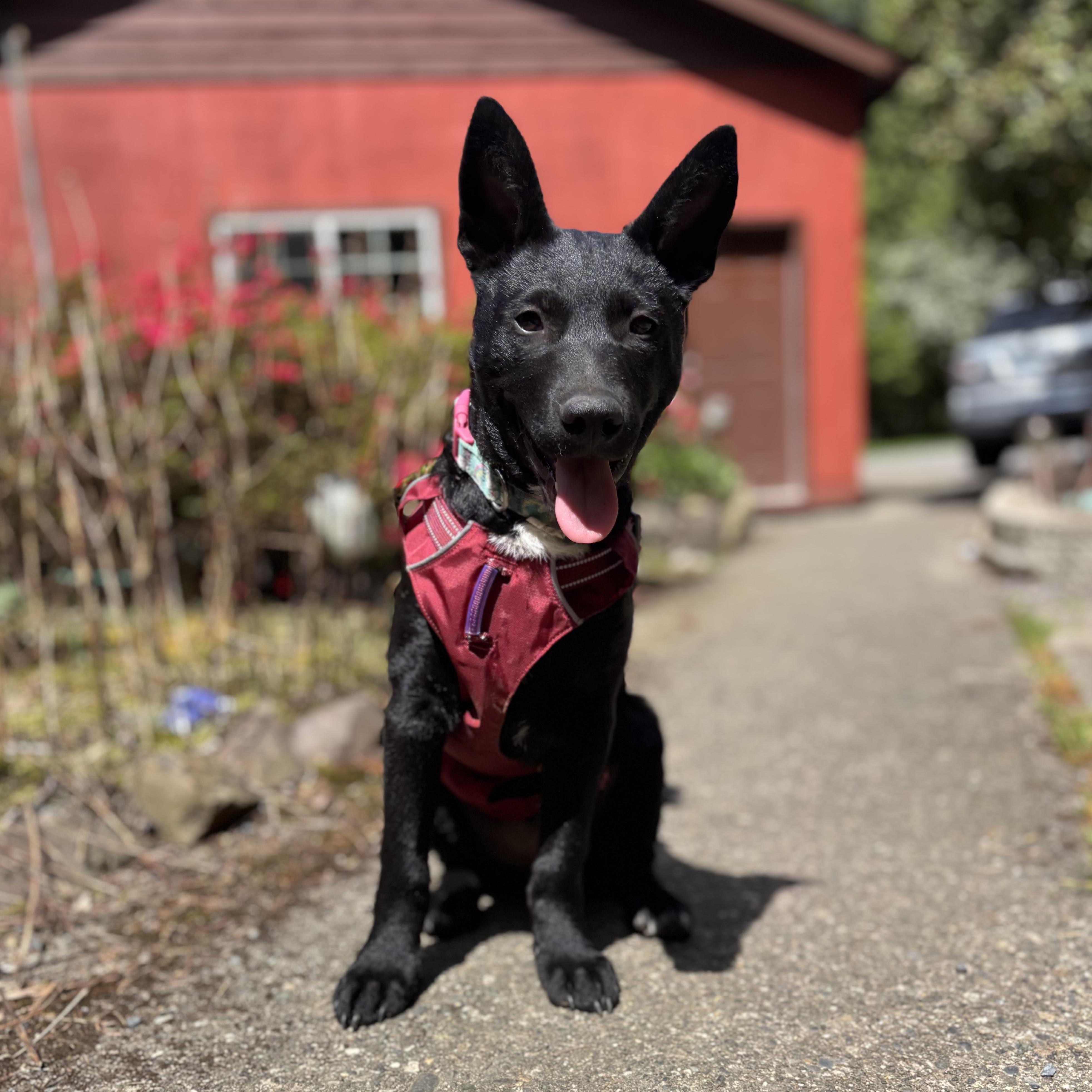 Enlarge Nyx, an adopted mixed breed in Monroe, WA image 6/6