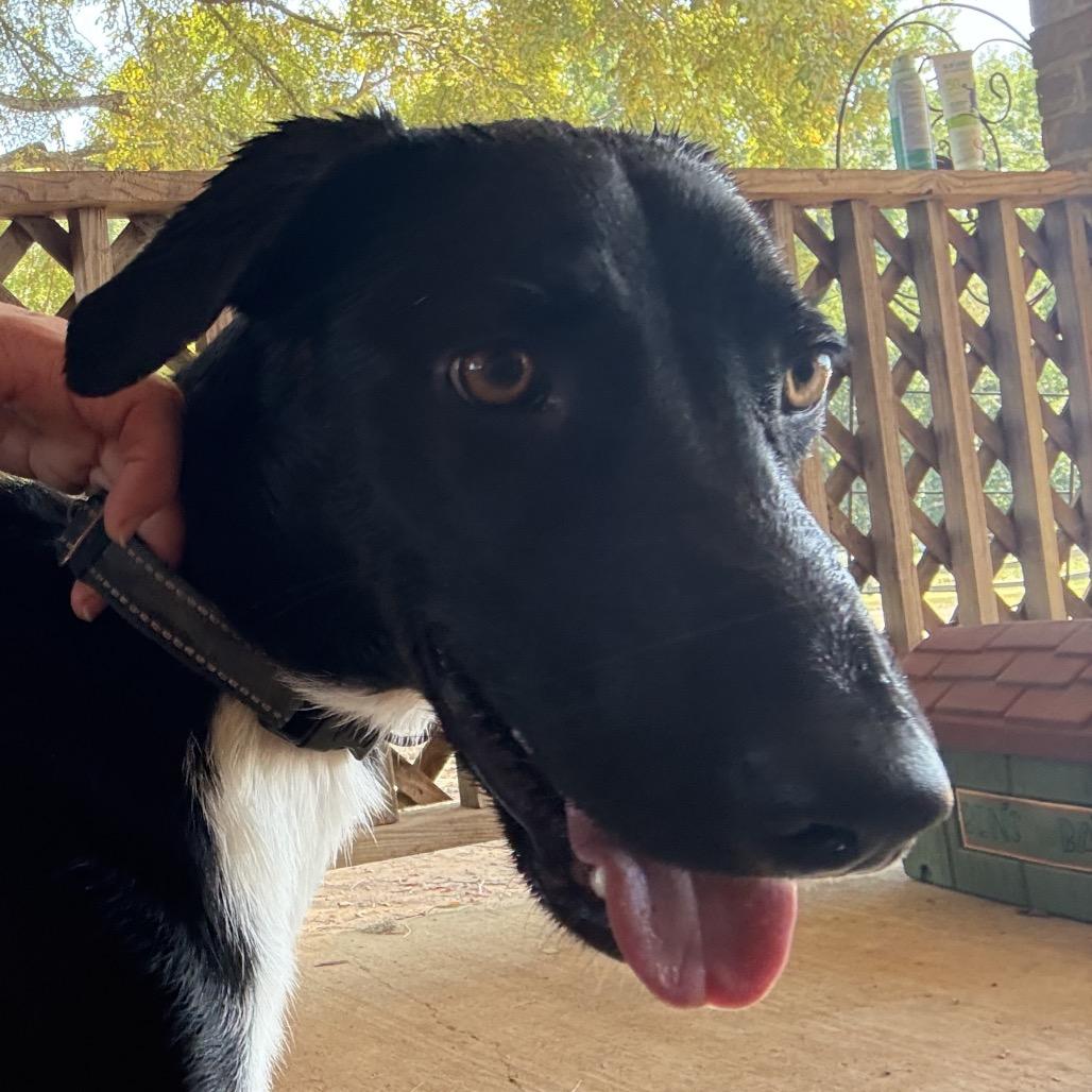 Bear, Adoptable, Young Male Mixed Breed.