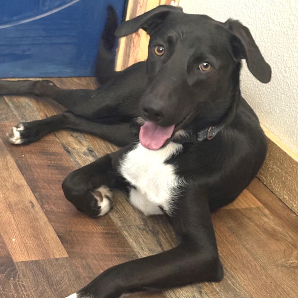 Enlarge Bear, a Adoptable Mixed Breed in Little Rock, AR image 2/6