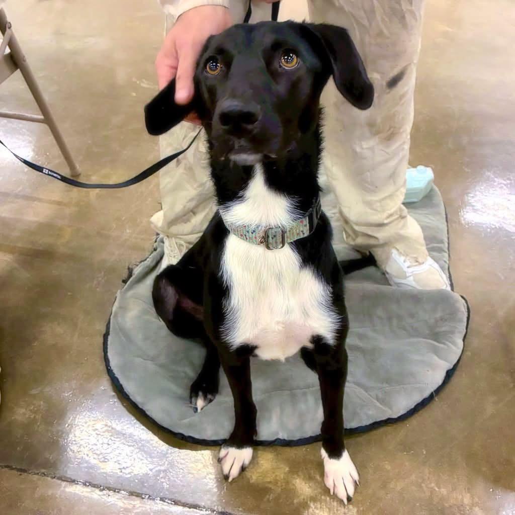 Bear, a Adoptable Mixed Breed in Little Rock, AR image 2/6