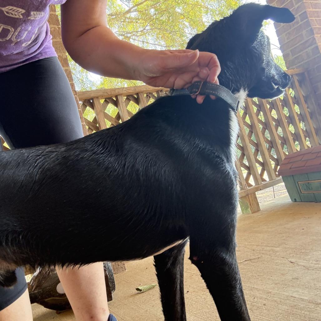 Bear, a Adoptable Mixed Breed in Little Rock, AR image 3/6