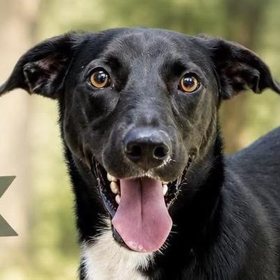 Bear, a Adoptable Mixed Breed in Little Rock, AR image 4/6