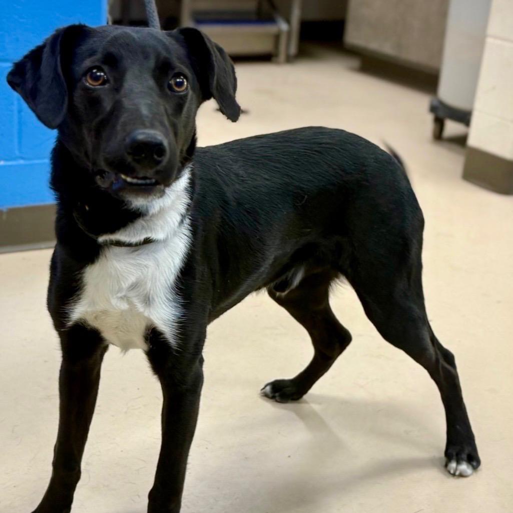 Bear, a Adoptable Mixed Breed in Little Rock, AR image 5/6