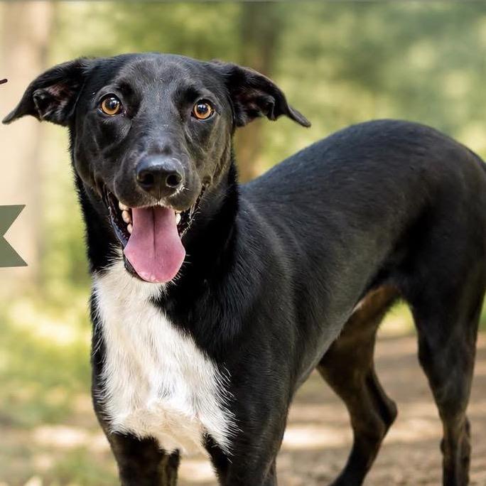 Bear, a Adoptable Mixed Breed in Little Rock, AR image 6/6