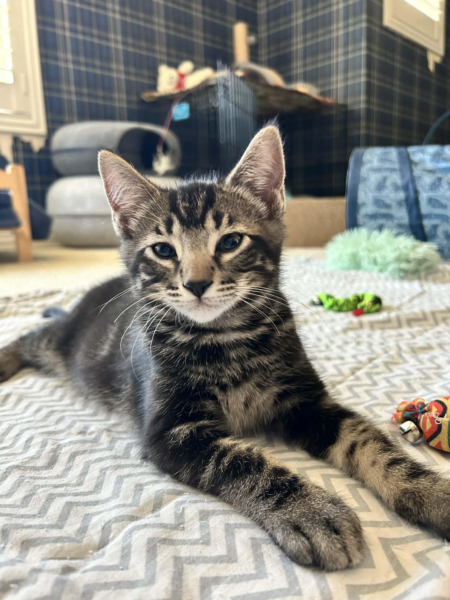 Enlarge Howie, a ADOPTABLE Domestic Short Hair in queen creek, AZ image 3/3