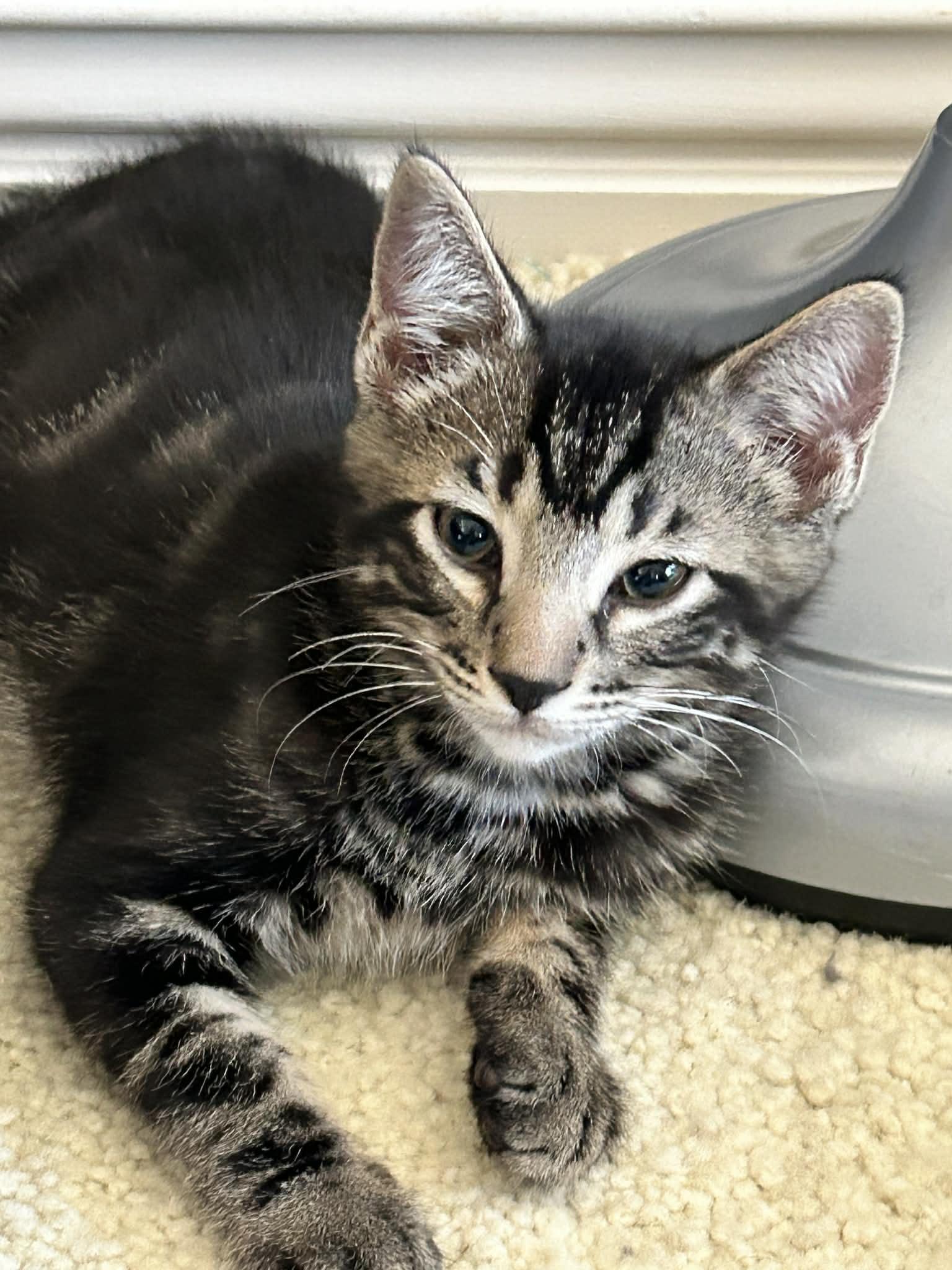 Howie, ADOPTABLE, Kitten Male Domestic Short Hair.