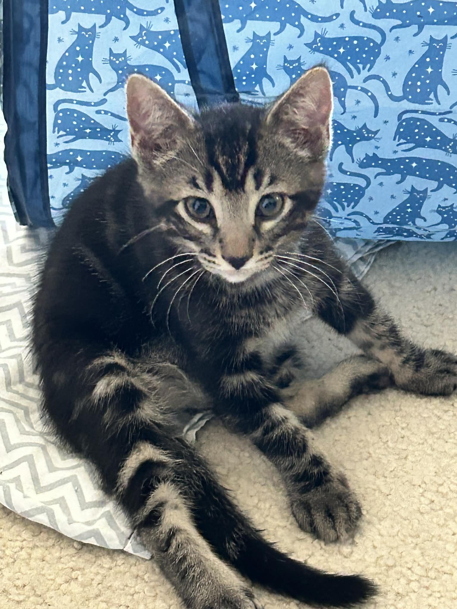 Enlarge Howie, a ADOPTABLE Domestic Short Hair in queen creek, AZ image 2/3
