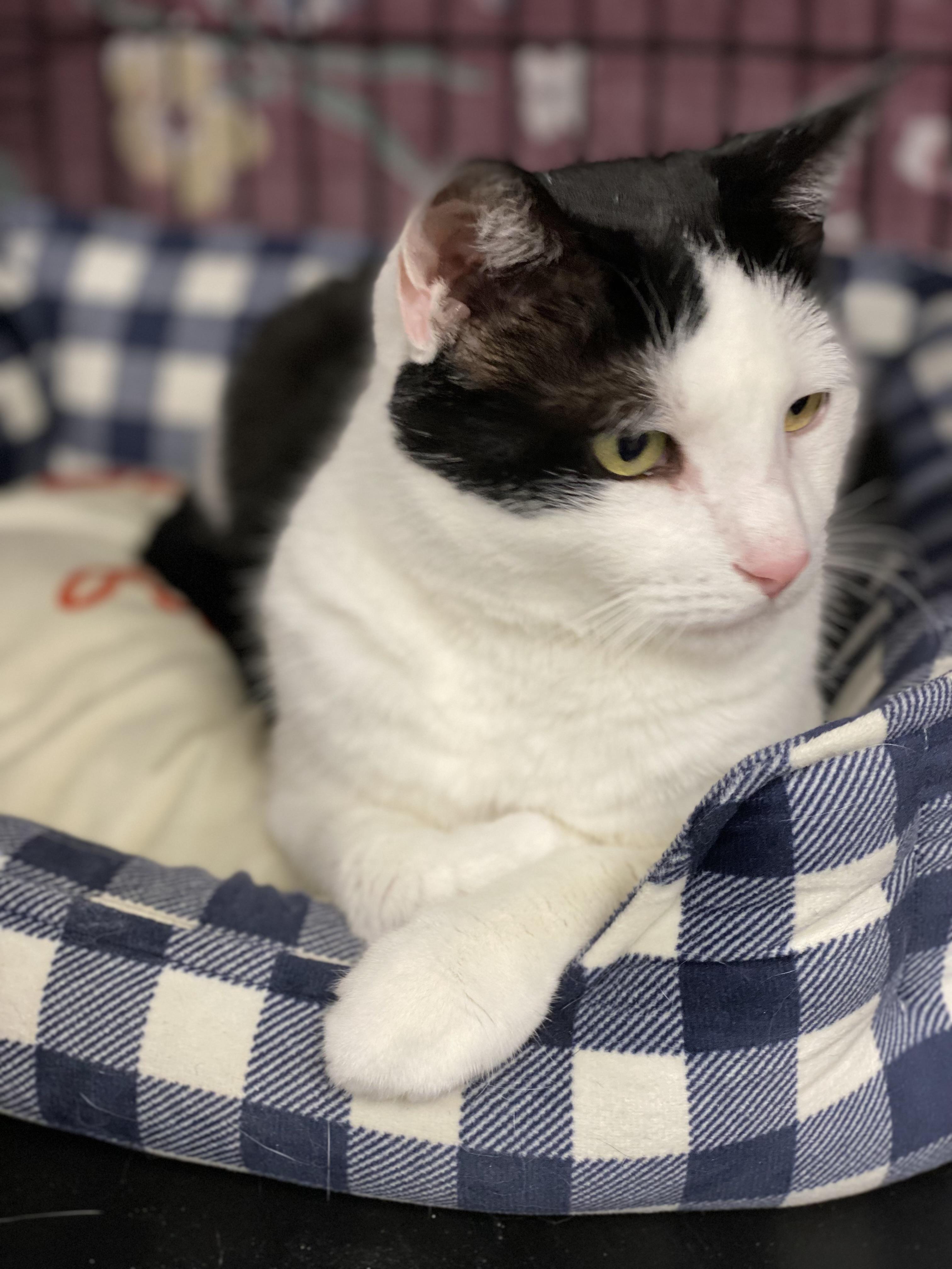 Cat, Adoptable, Adult Male Domestic Short Hair.