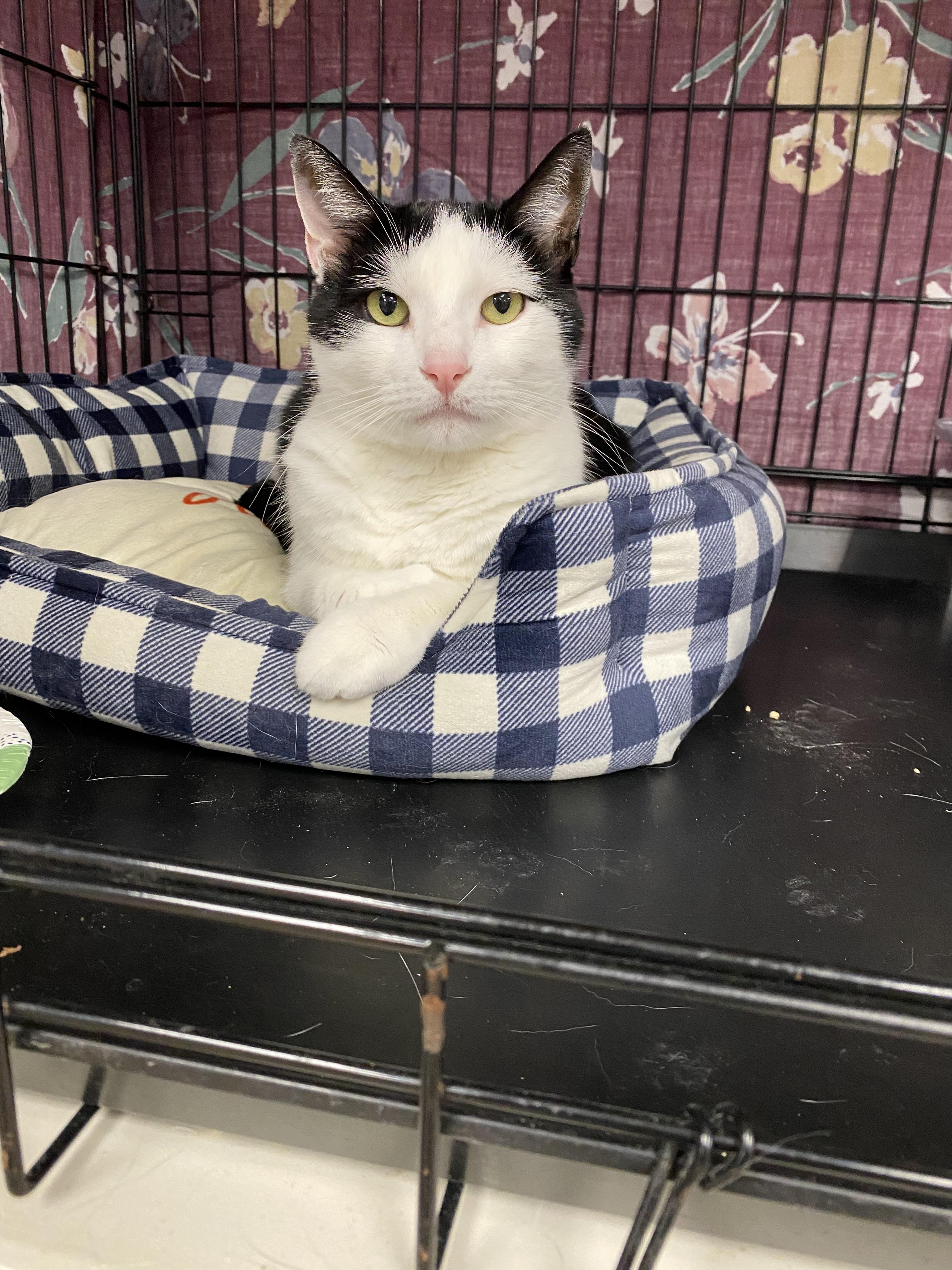Enlarge Cat, a Adoptable mixed breed in New Canaan, CT image 2/3