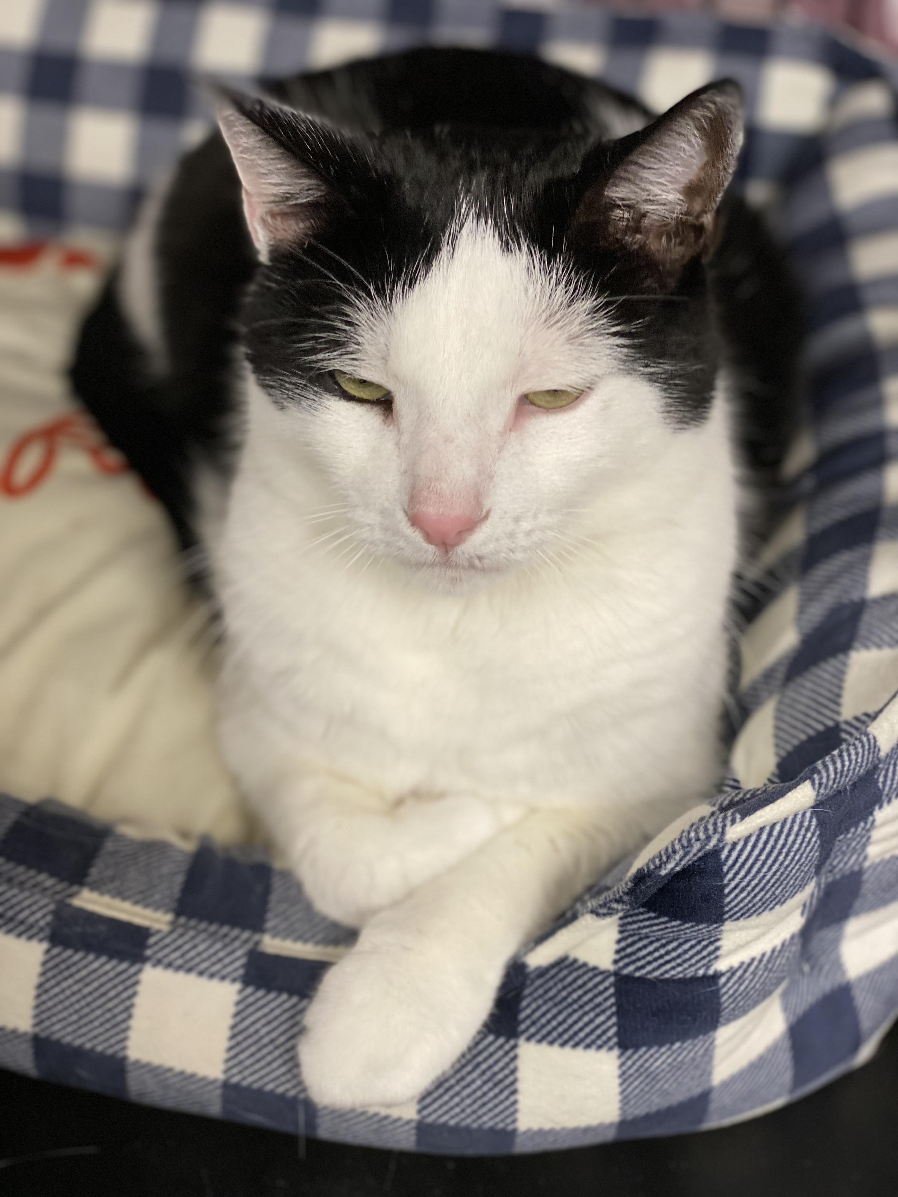 Enlarge Cat, a Adoptable mixed breed in New Canaan, CT image 3/3