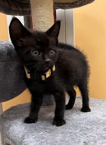 Alexandria, Adoptable, Kitten Female Domestic Short Hair & Domestic Short Hair.