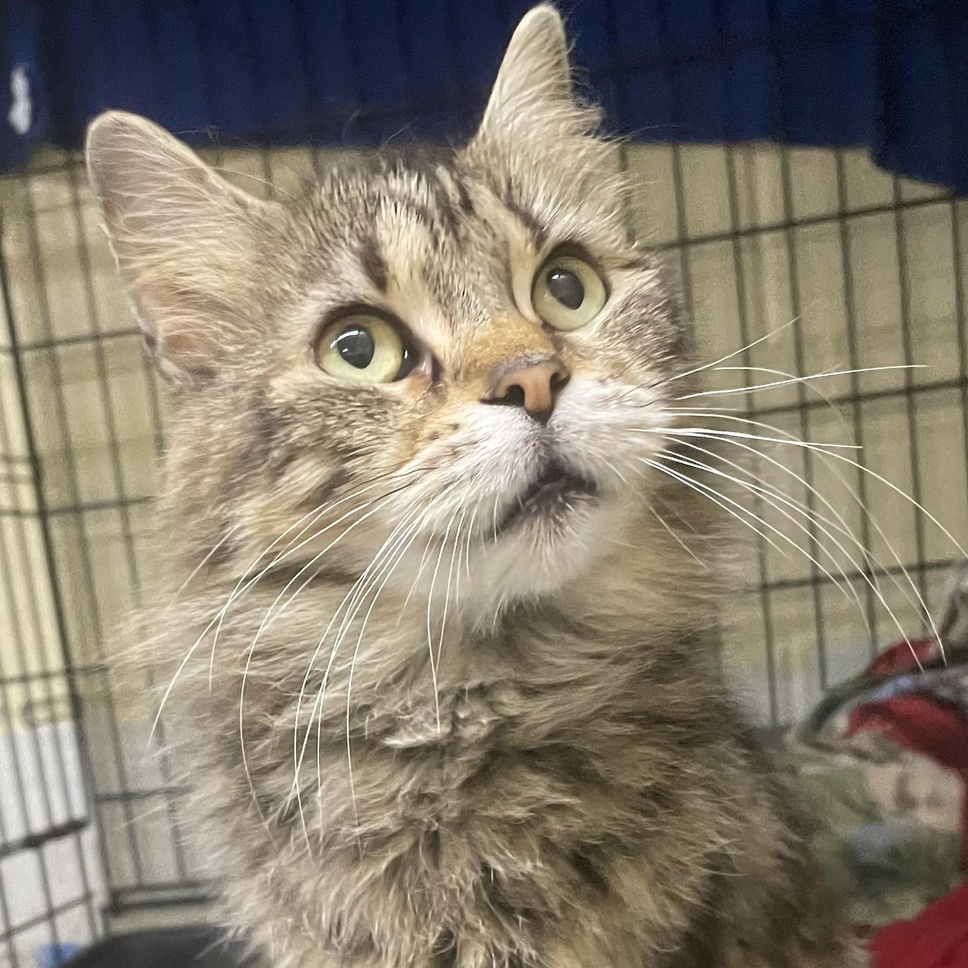Trixie, Adult Female Domestic Medium Hair