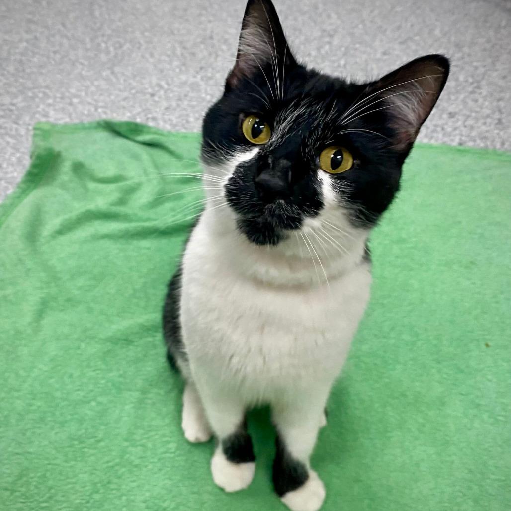 Spotter, a Adoptable Domestic Short Hair in Grand Rapids, MI image 1/3