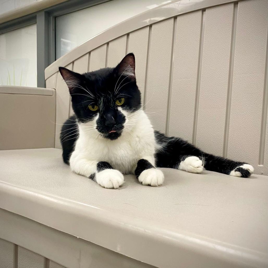 Spotter, a Adoptable Domestic Short Hair in Grand Rapids, MI image 2/3