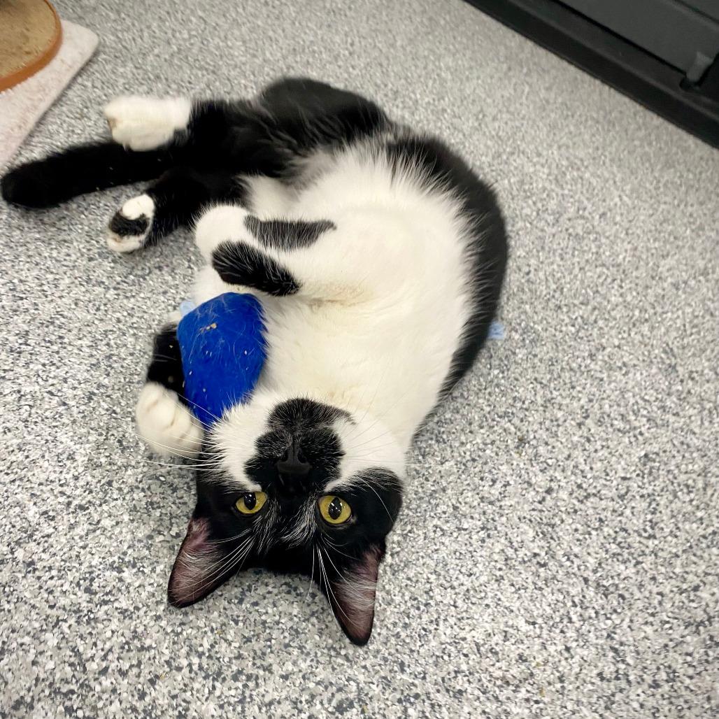 Spotter, a Adoptable Domestic Short Hair in Grand Rapids, MI image 3/3