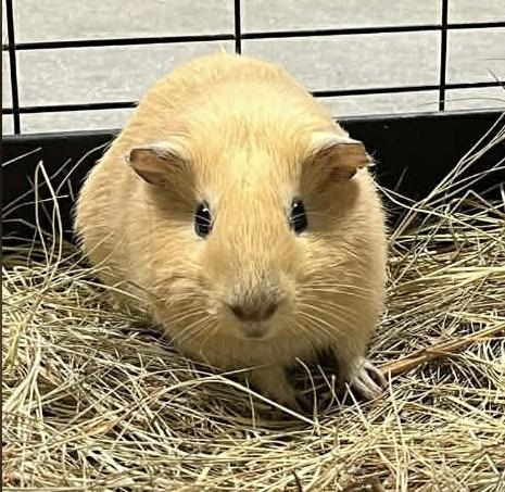 Enlarge Tater Tot, an adopted Guinea Pig in Wilmington, NC image 1/1