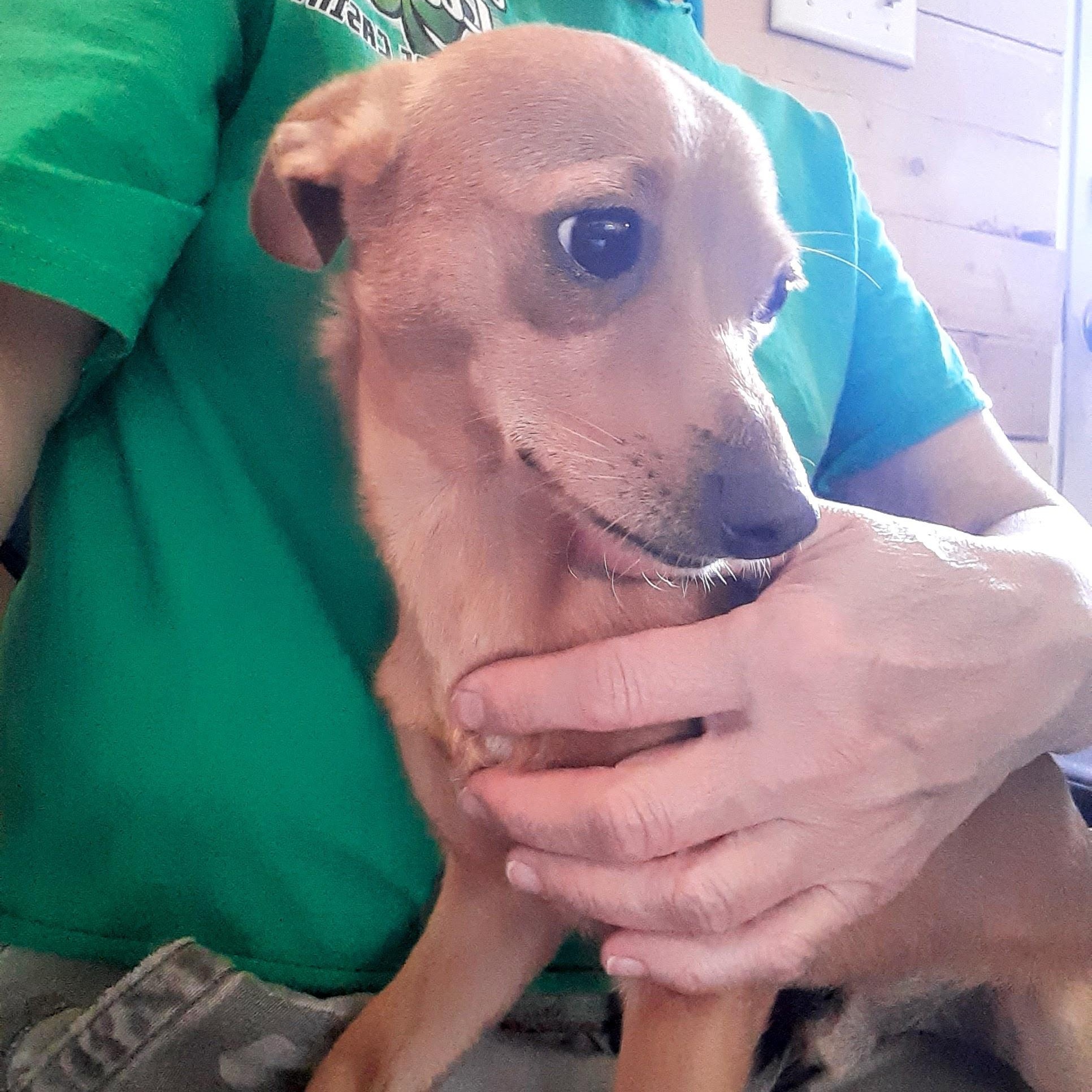 Enlarge Deeno, a Adoptable mixed breed in Everett, WA image 3/5