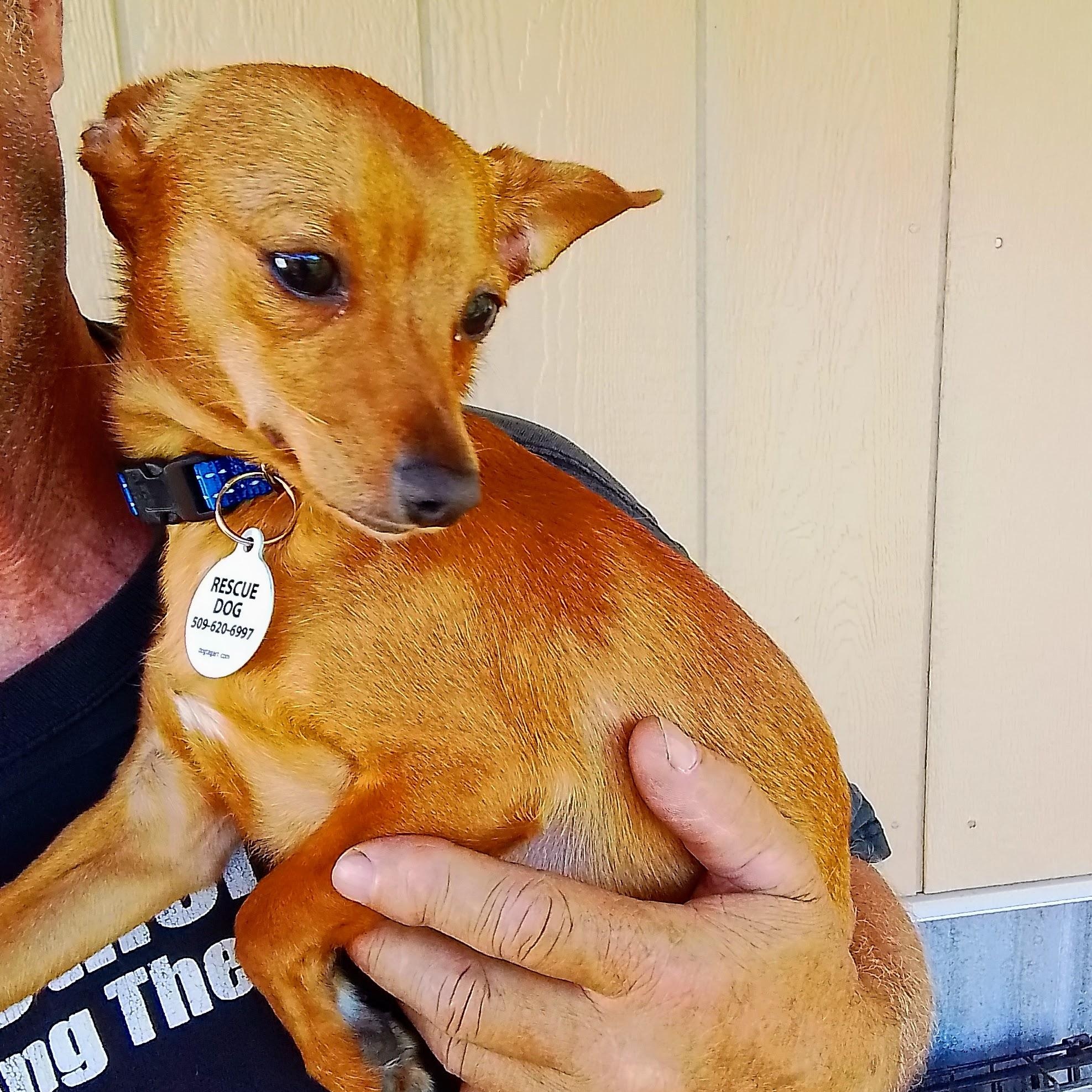 Enlarge Deeno, a Adoptable mixed breed in Everett, WA image 5/5