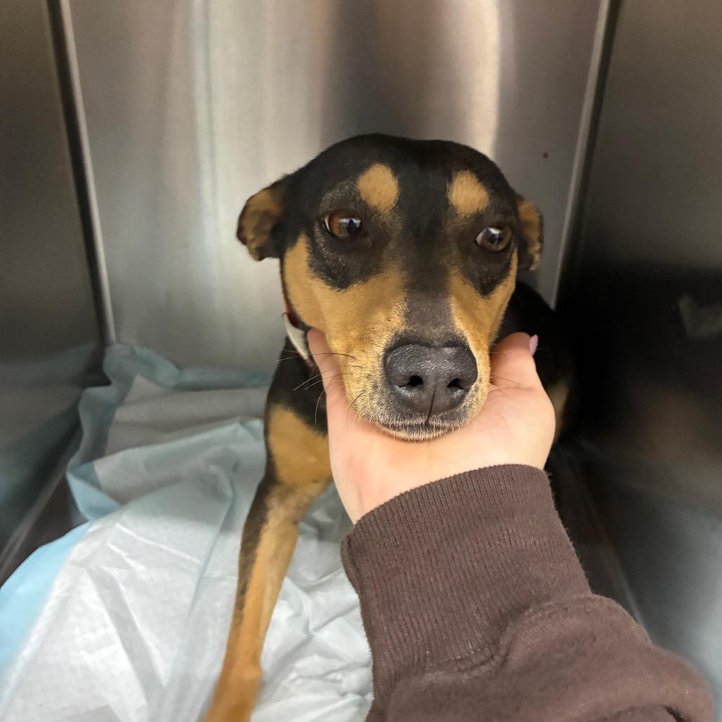 Enlarge Birdie, a Adoptable Mixed Breed in Corbin, KY image 1/6