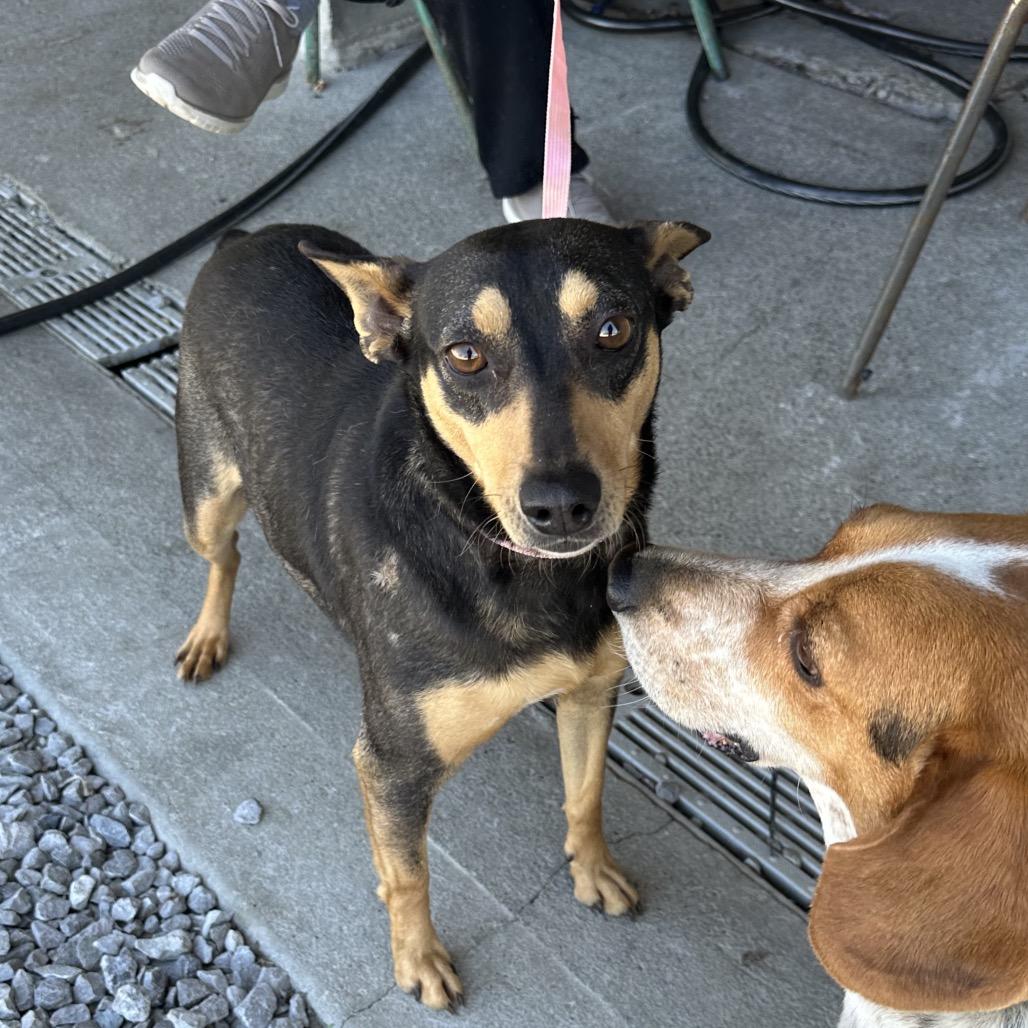 Enlarge Birdie, a Adoptable Mixed Breed in Corbin, KY image 2/6
