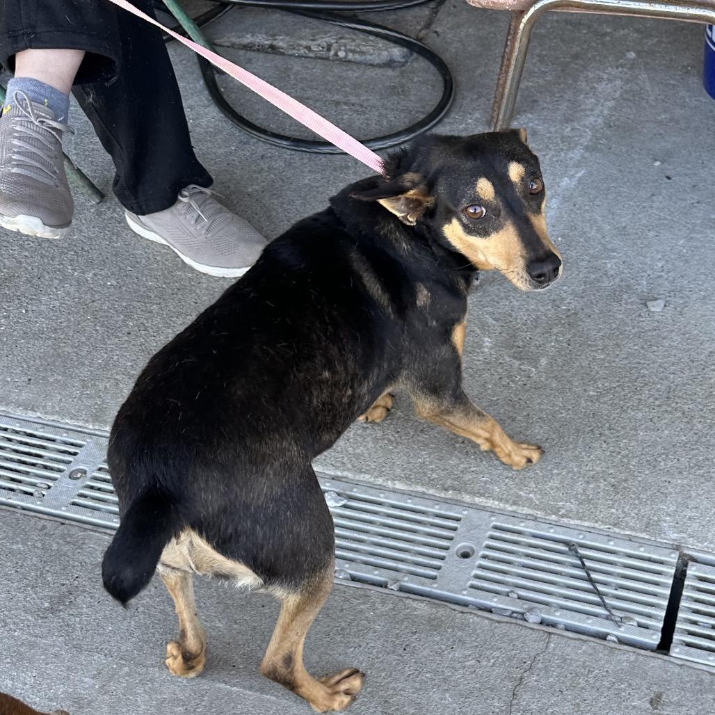 Enlarge Birdie, a Adoptable Mixed Breed in Corbin, KY image 3/6